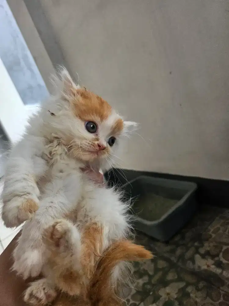 Kitten Persia, Poris Indah