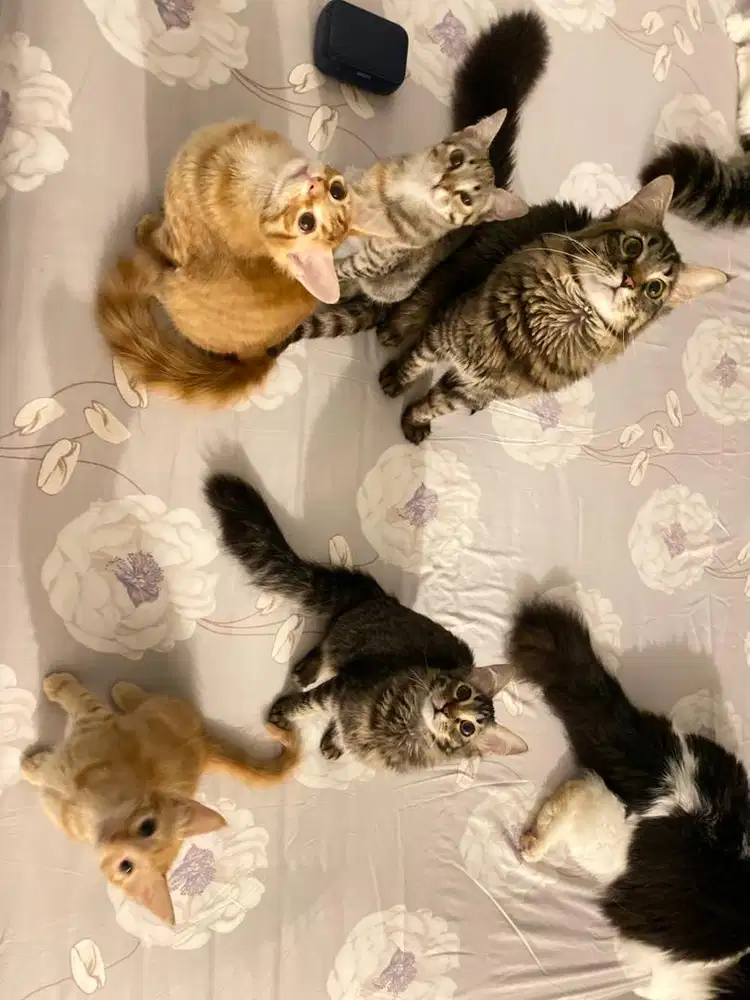 Persia Mainecoon Mixdom