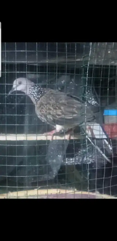 Tekukur kuk 4  rajin aja belum gacor