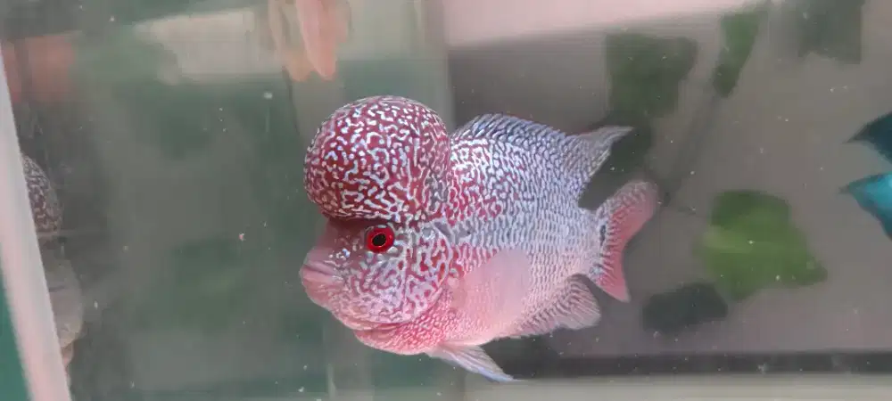 Jual Louhan SRM (Super Red Magma)