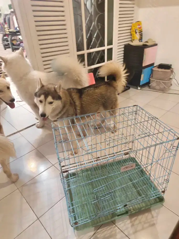 Jual kandang besi bisa untuk anjing dan binatang lainnya