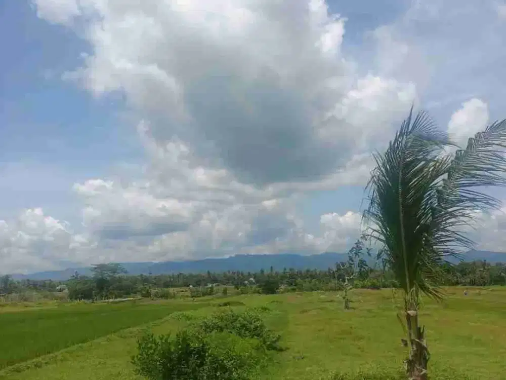 sawah moyudan slmn