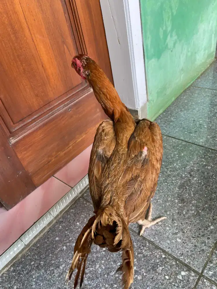 Ayam Bangkok Vietnam