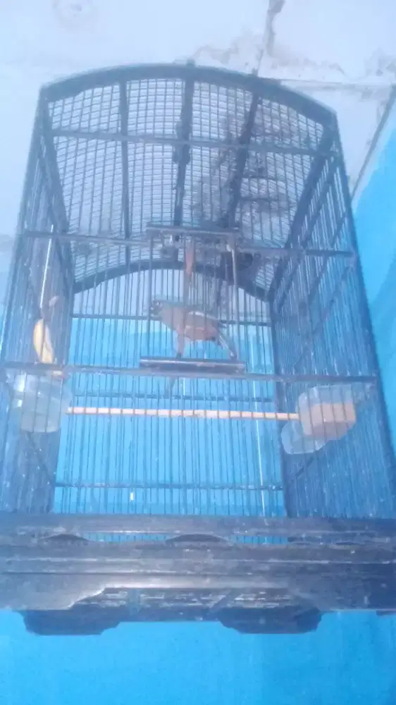 Jual Burung Poskay Mandarin