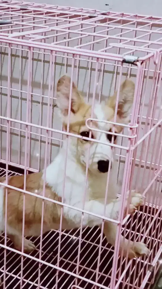 Corgi Jantan Sable Bigbone