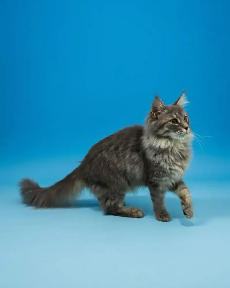 Kucing mainecoon / kitten mainecoon / mc / menkun / ped