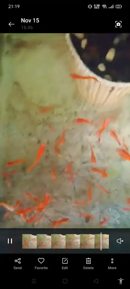 Ikan Guppy AFR Dan Platy Pedang LowFin