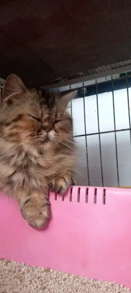 Kucing Betina flatnose