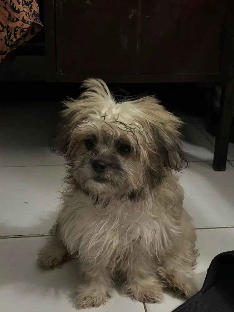 Anjing mix shihtzu