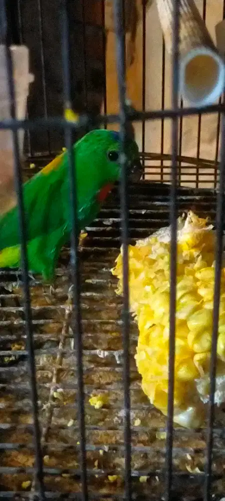 Burung srdt Kalimantan