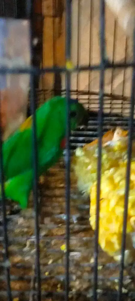 Burung srdt Kalimantan