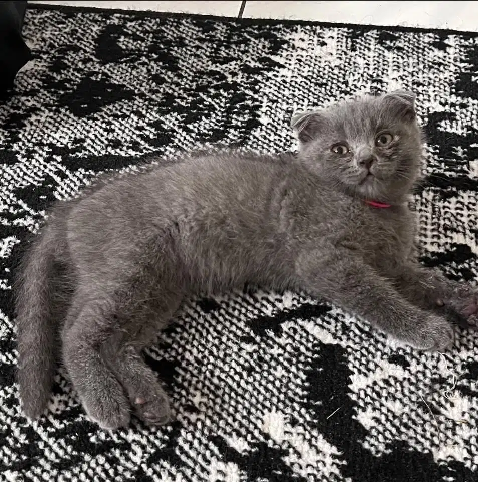 Kitten scottish fold x bsh blue abu kucing