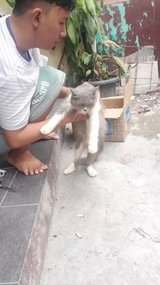Di jual kucing Persia flat