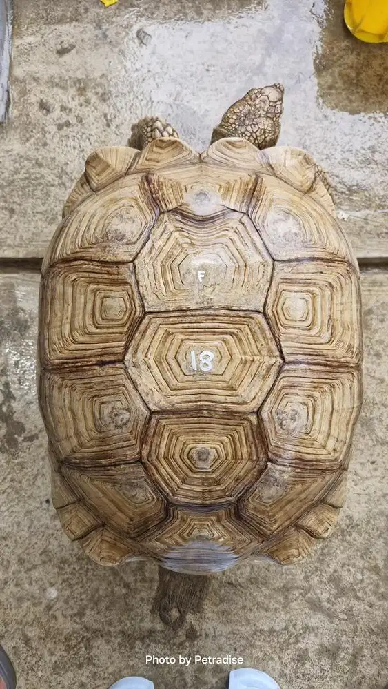 Sulcata Betina Thinline Mulus 47,5cm