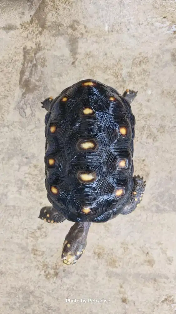 Redfoot Jantan Birahi 19cm