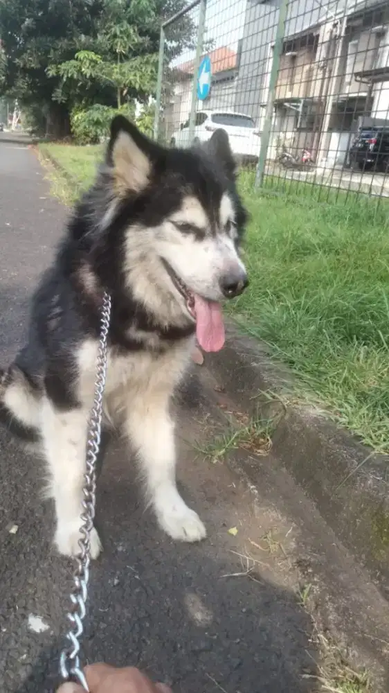 Alaskan Malamute Betina Stamboom