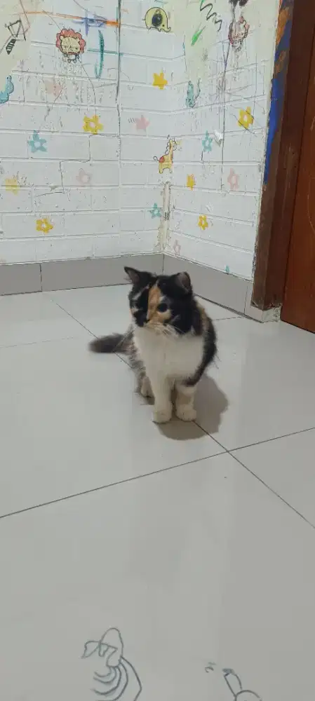 Kitten persia mix flatnose