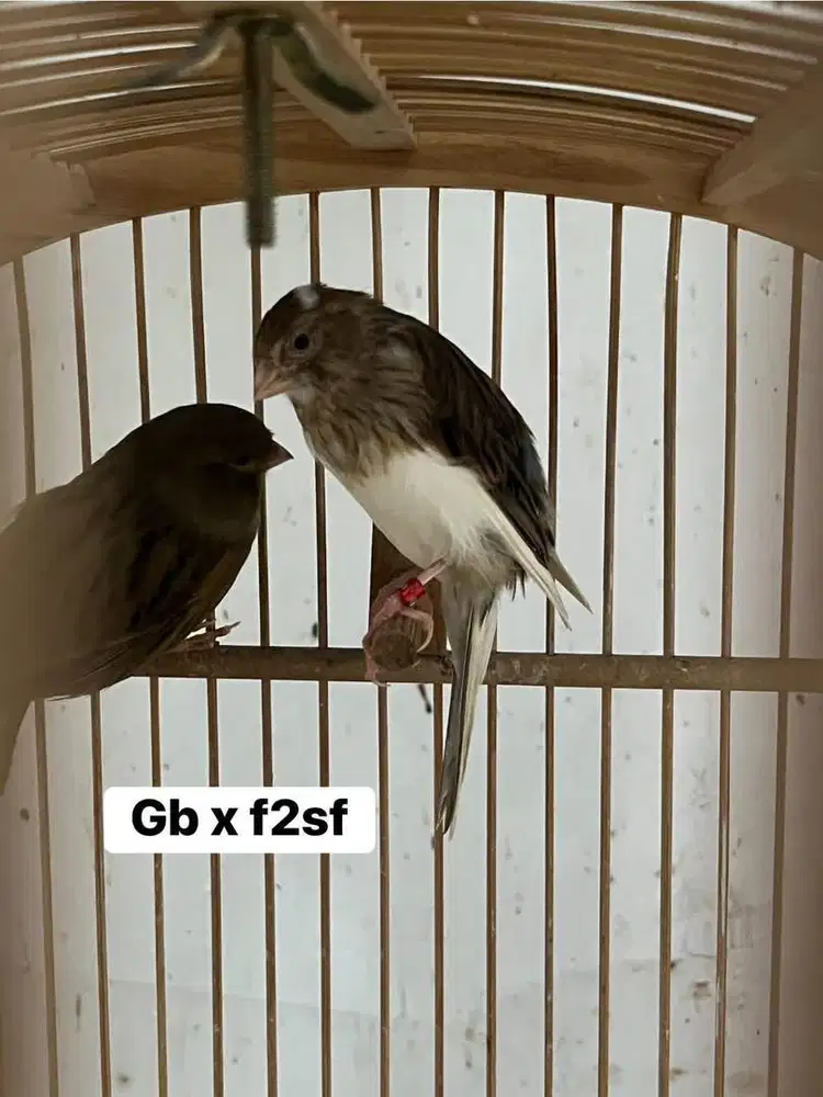 Kenari crossbreed/hybrid jantan calon gantangan