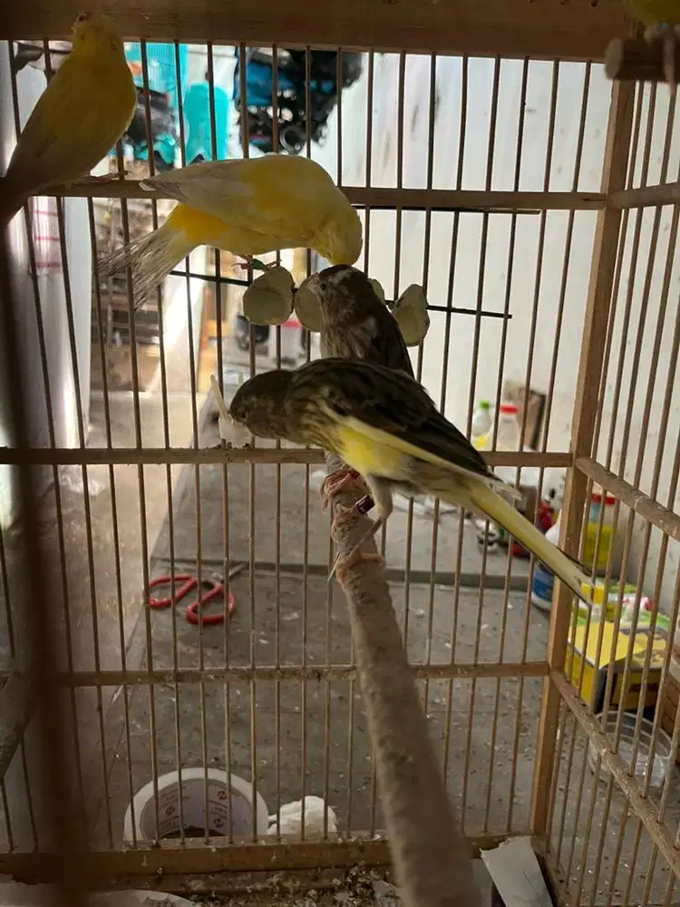 Kenari seri besar bisa di kredit/paylater