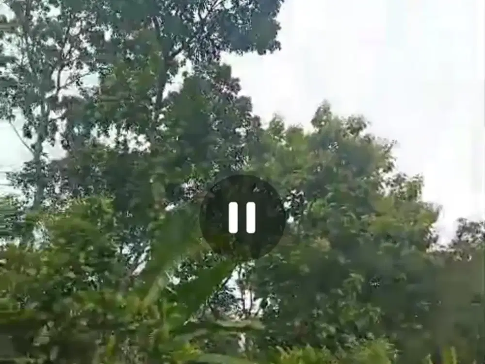 Dijual kebun durian murah Wonosalam, Jombang