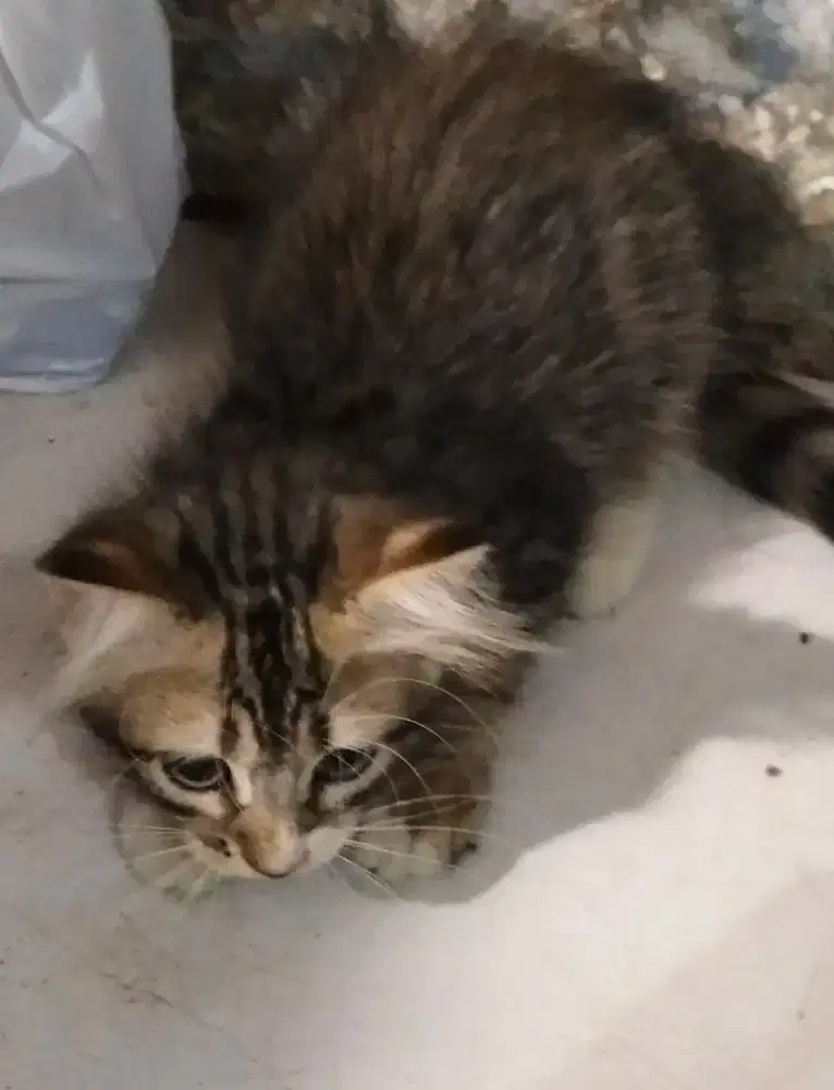 Anak kucing Persia medium