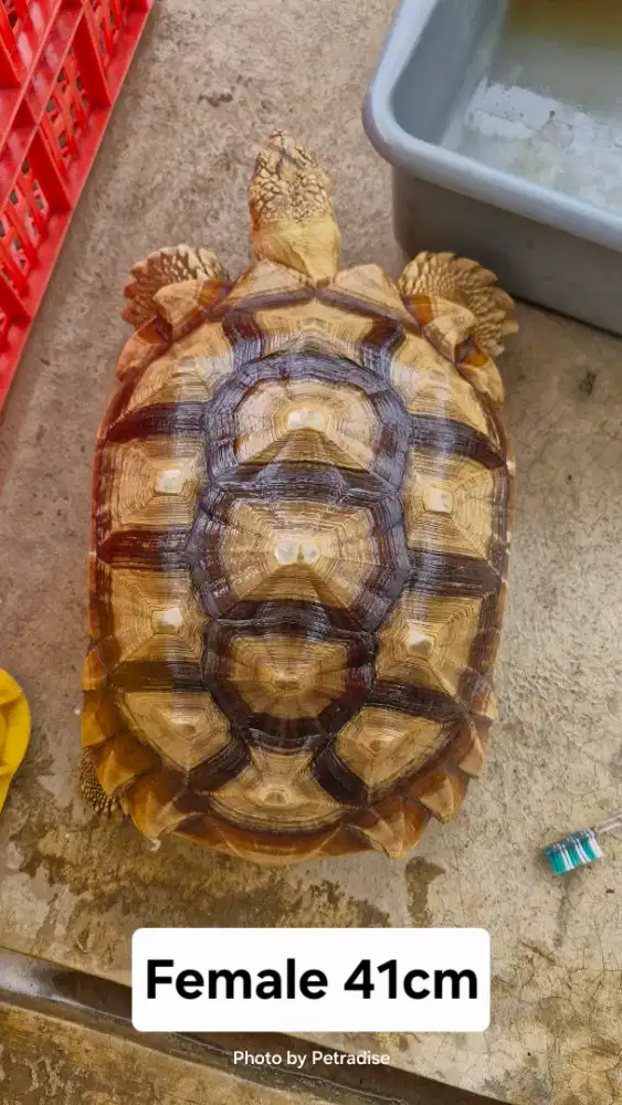 Kura kura sulcata betina size 41cm siapan induk