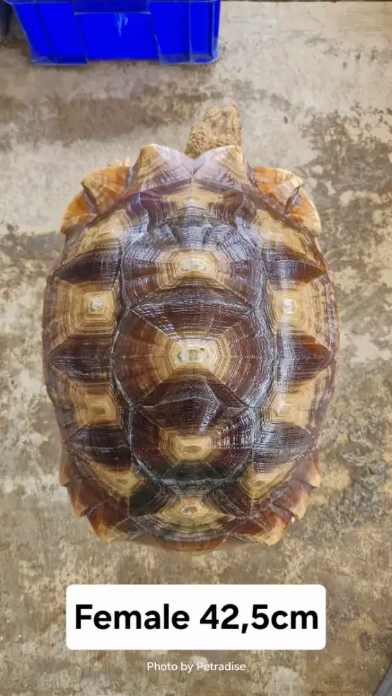 Kura kura sulcata betina 42,5cm mulus ngedome
