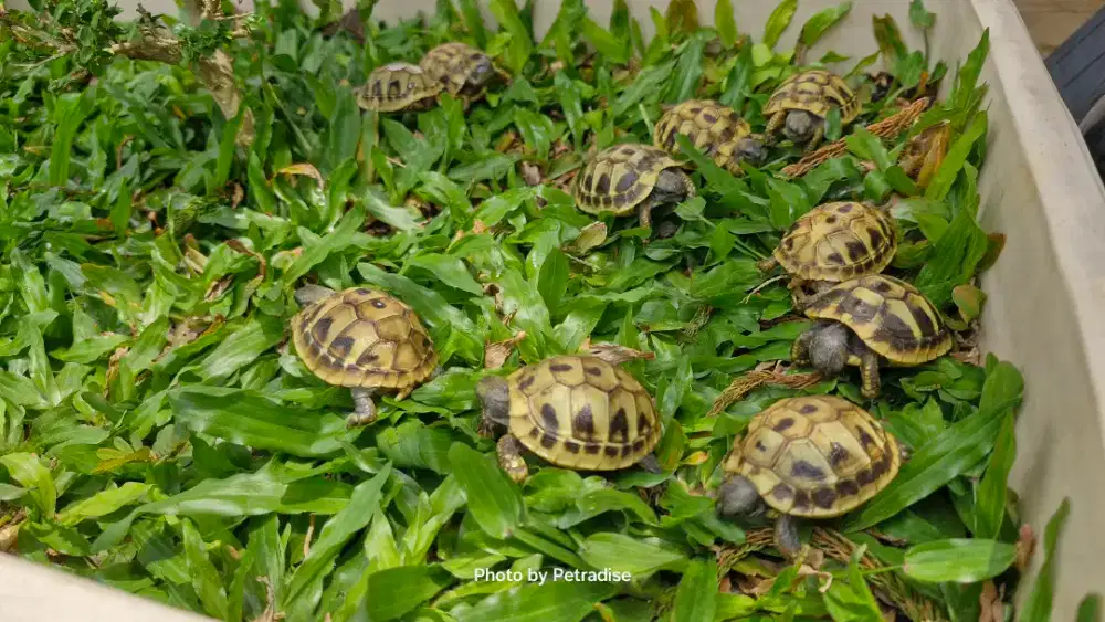 Kura kura hermani baby