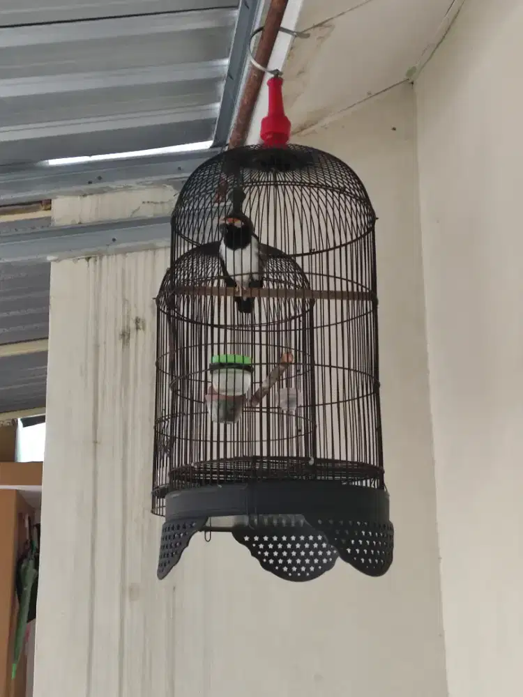 Jalak suren rajin bunyi