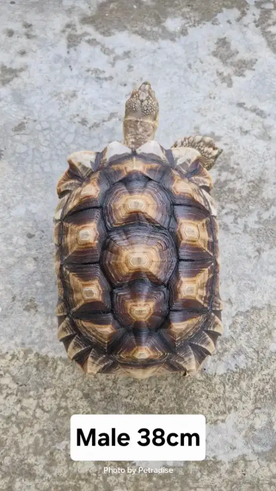 Kura kura sulcata jantan size 38cm