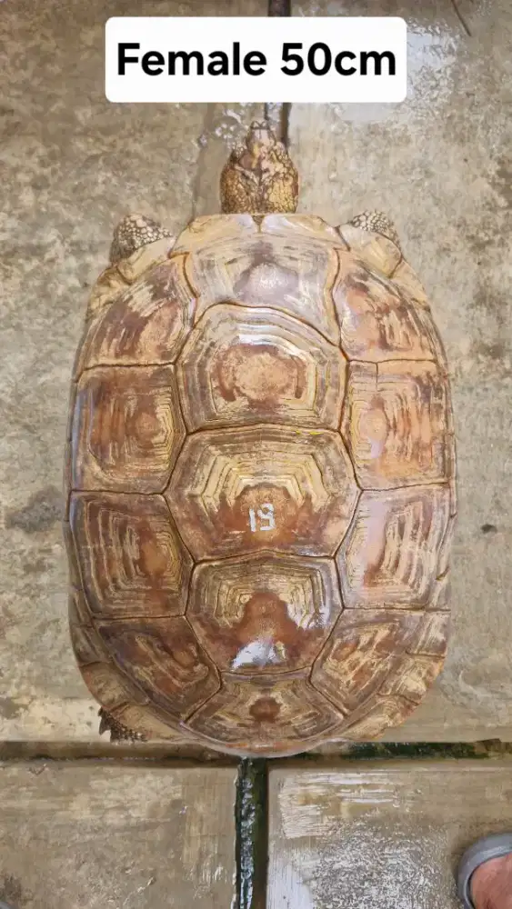 Kura kura sulcata betina wc 50cm usia tua siap breeding