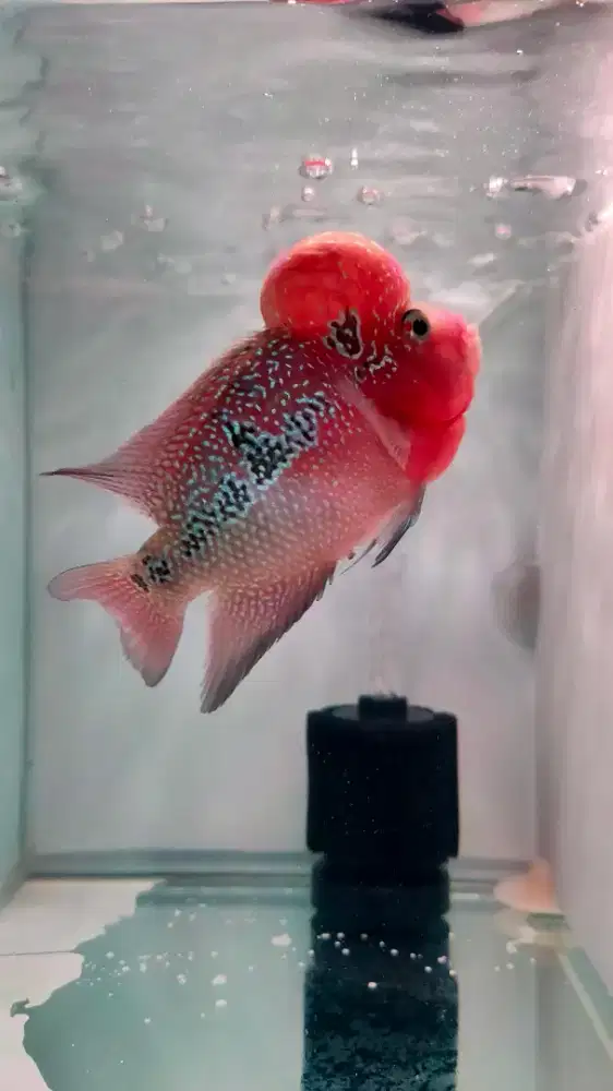 Kamfa F3 Grade Super Jenong dan Mutiara Cakep!