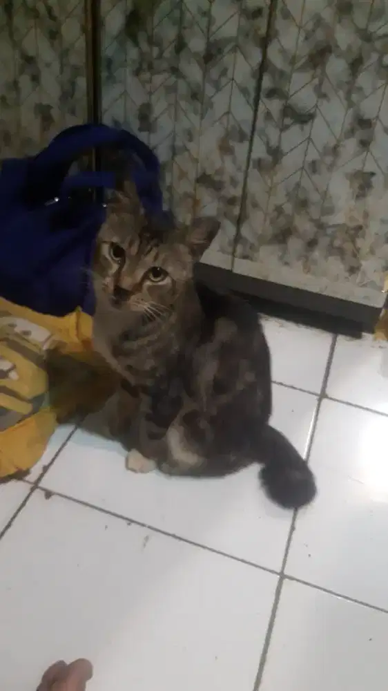 Cari loker ART Beberes Serabutan