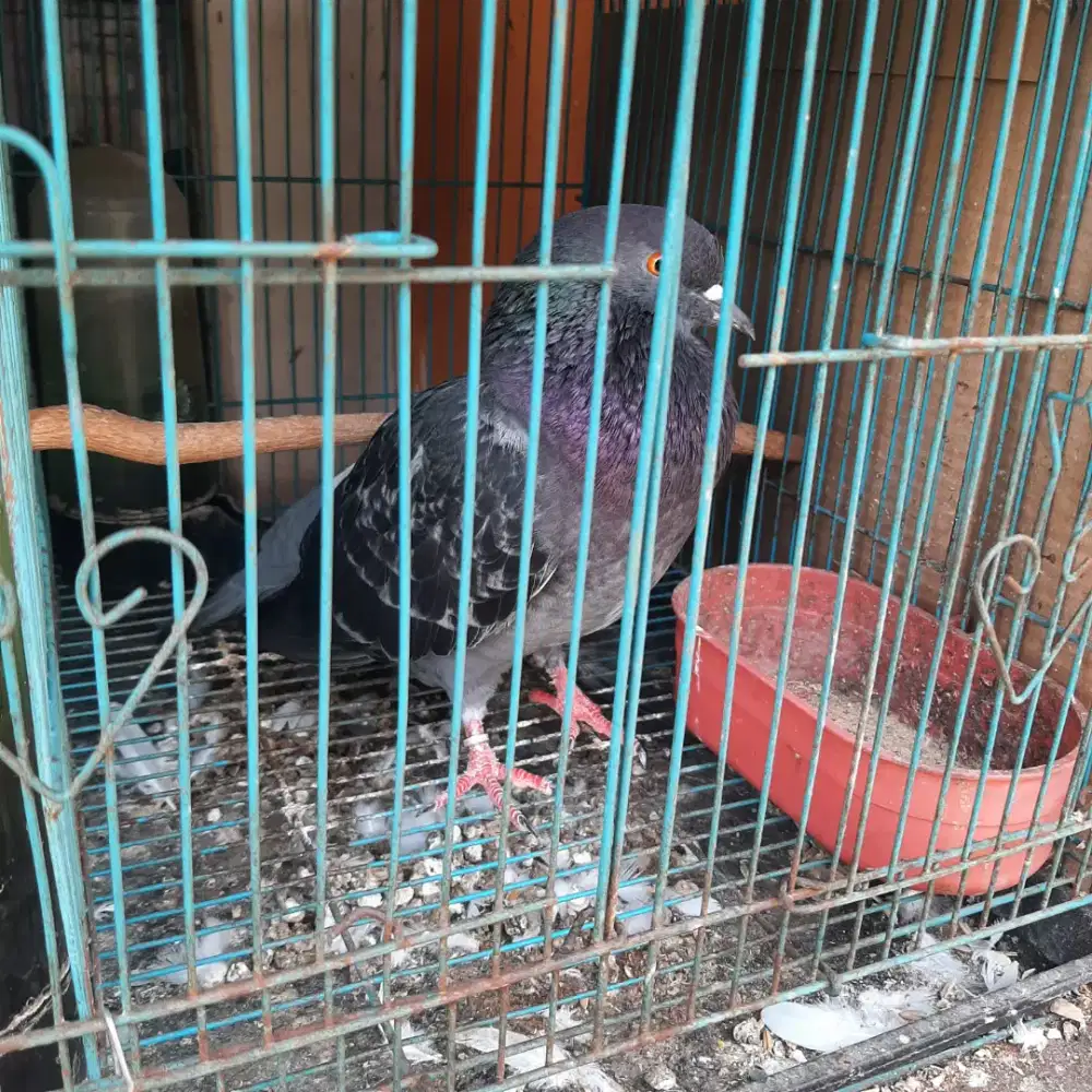 Burung Merpati atau Dara Jantan Dewasa