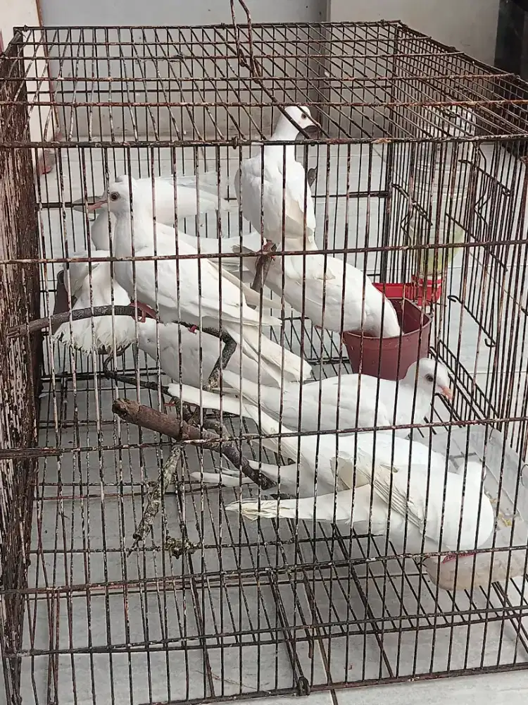 Burung Puter Pelung Mata Merah