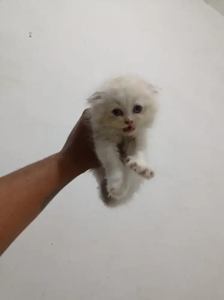 kucing scottish fold betina