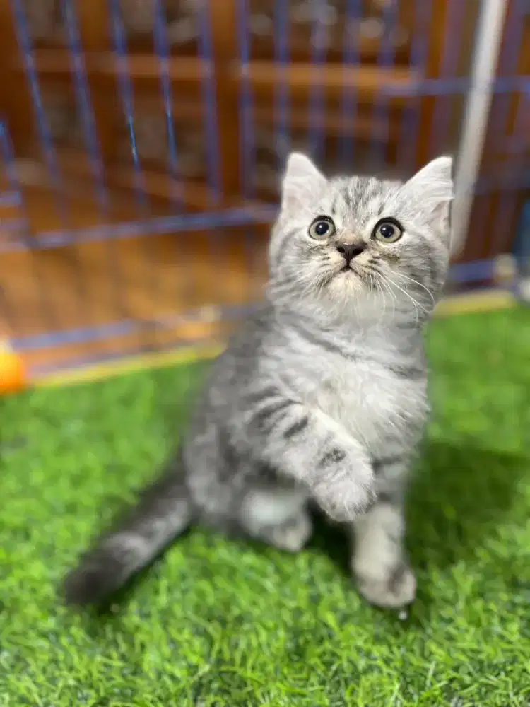 Ready kitten exotic shorthair X Persia