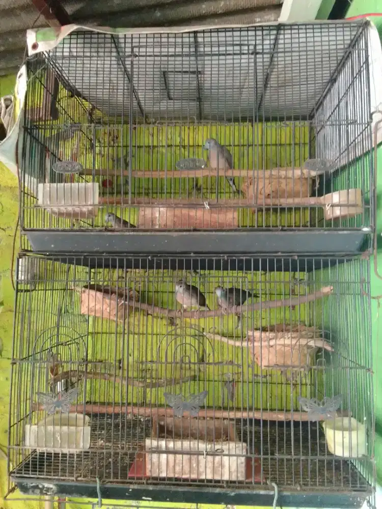 Sepasang peranakan perkutut Crossingan Bangkok x lokal pake ring semua