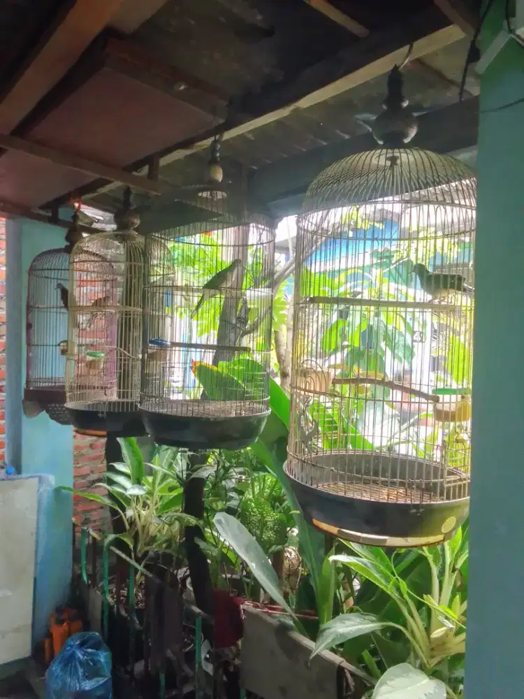 Perkutut hasil kebun sendiri pake ring semua Crossingan BK x lokal