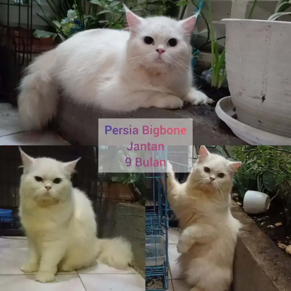 Kucing Persia Bigbone Jantan , Gemoy Gembul