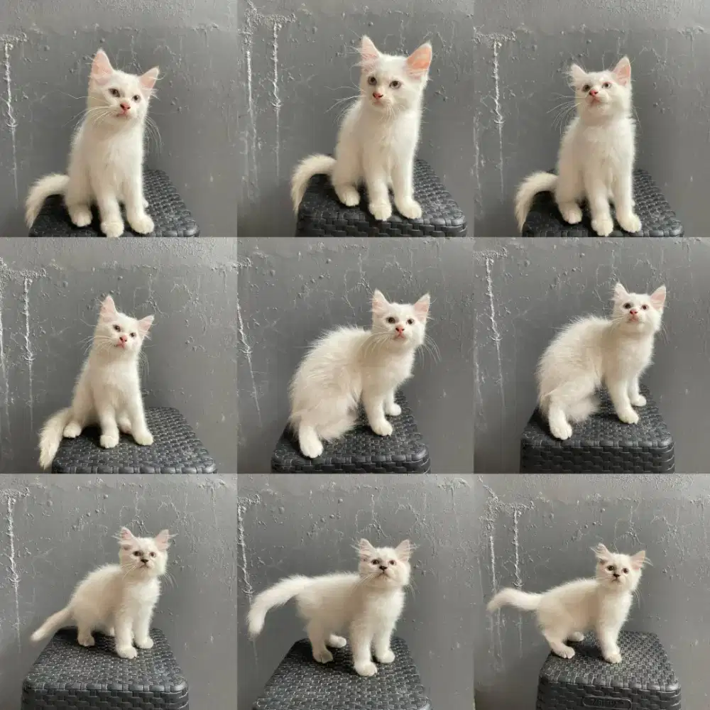 Open Adopsi Kitten Persia Medium Putih Bersih - Lokasi Penjaringan