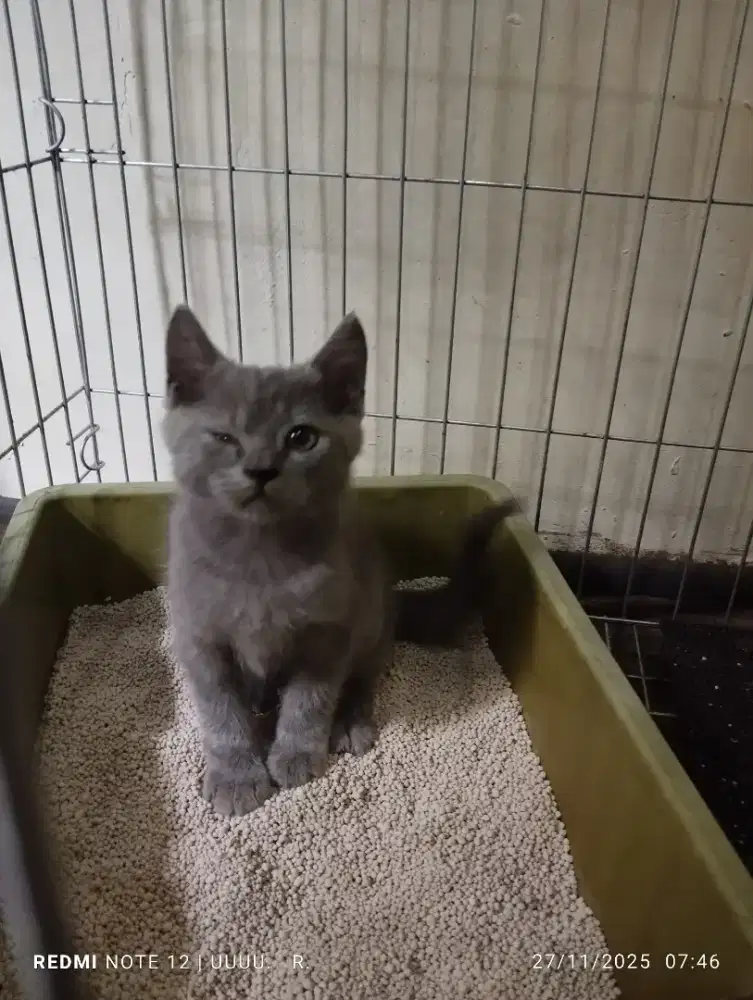 Kucing BSH  Kitten