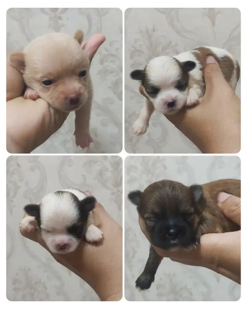 Anak anjing puppy puppies minipom chihuahua shihtzu