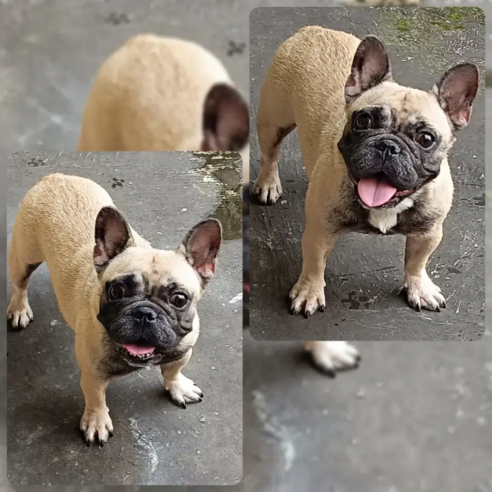 French Bulldog Betina 2 thn