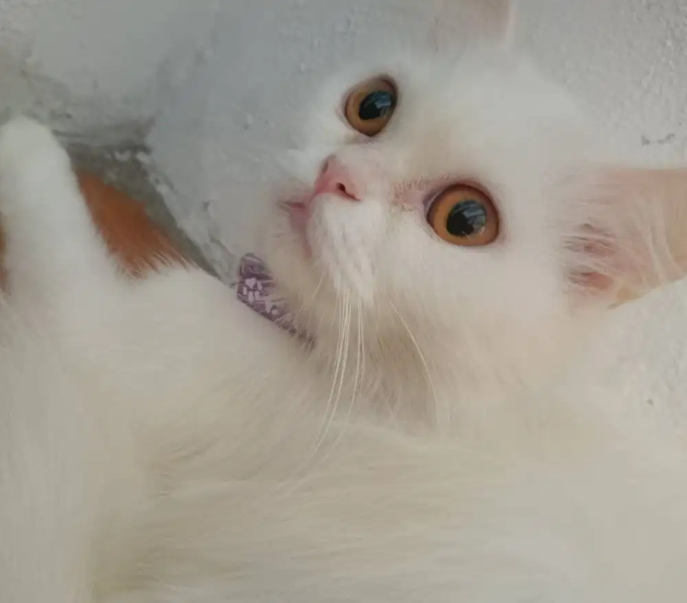 Open adopt kucing ras Persia mix Maine coons (putih, oyen & abu)