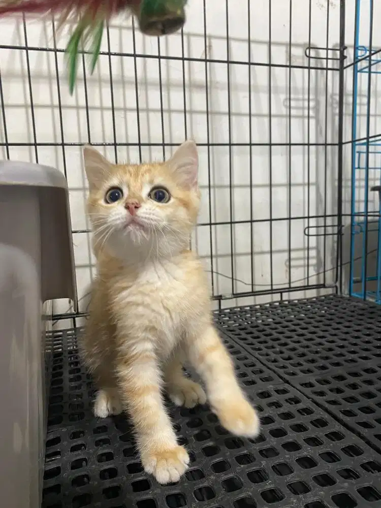 BRI GOLDEN TABBY NY12