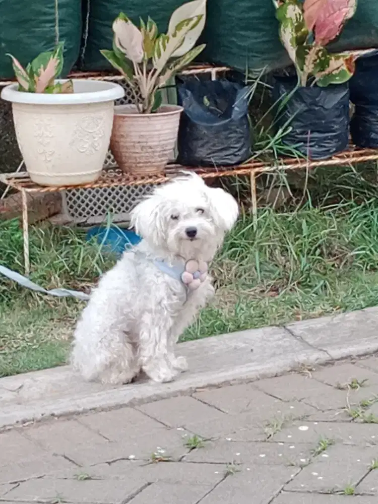 Poodle Putih jantan