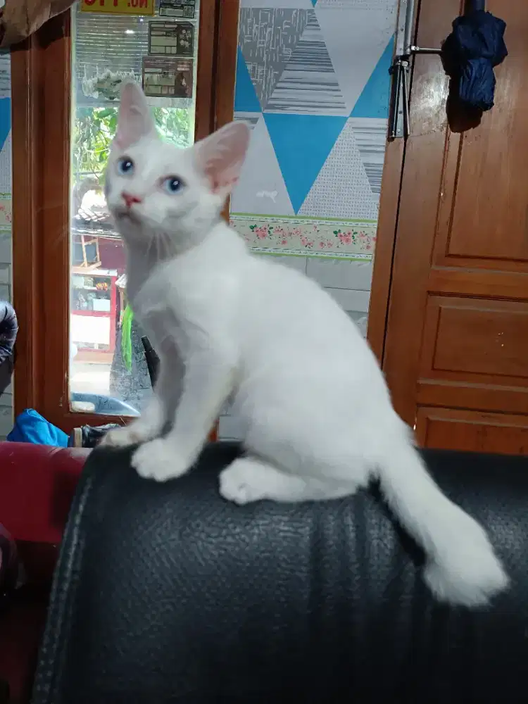 Kitten Jantan Persia Munchkin Ns Putih