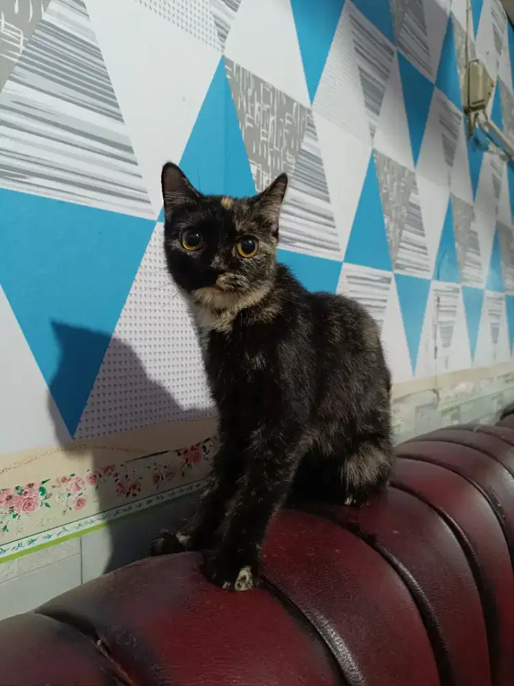 Munchkin Ns Hitam tortie