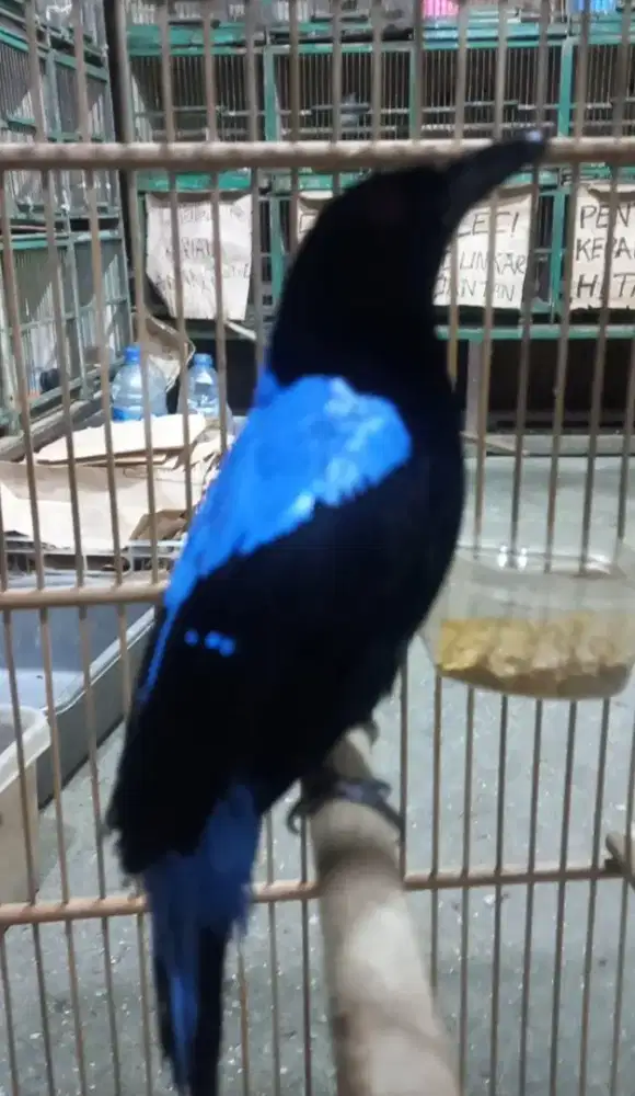 Burung Cucak Biru Jantan Rajin Bunyi